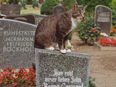 夢見一個墳墓 可愛小貓